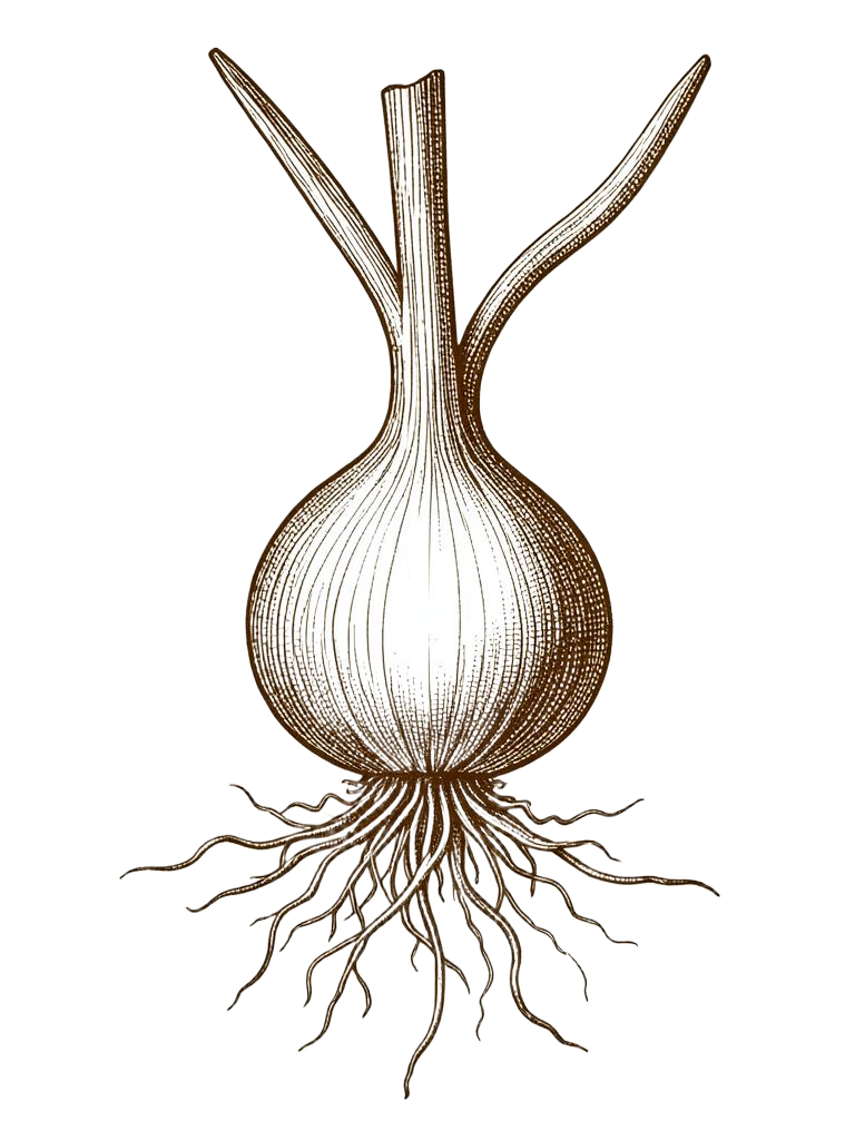 Botanical engraving of onion